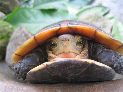 食蛇龜會咬人嗎